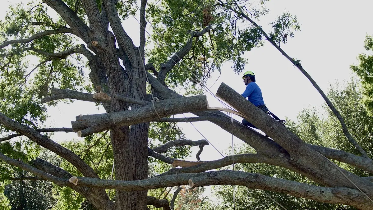 Professional Crown Thinning performed by certified arborists in Buffalo Grove